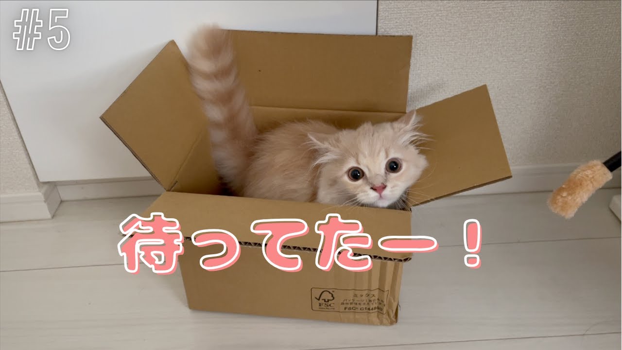 #5【健気なおてんばボーイ】キャットダンサーと追いかけっこ｜かわいいお留守番｜ぬいぐるみと遊ぶ｜成長記録