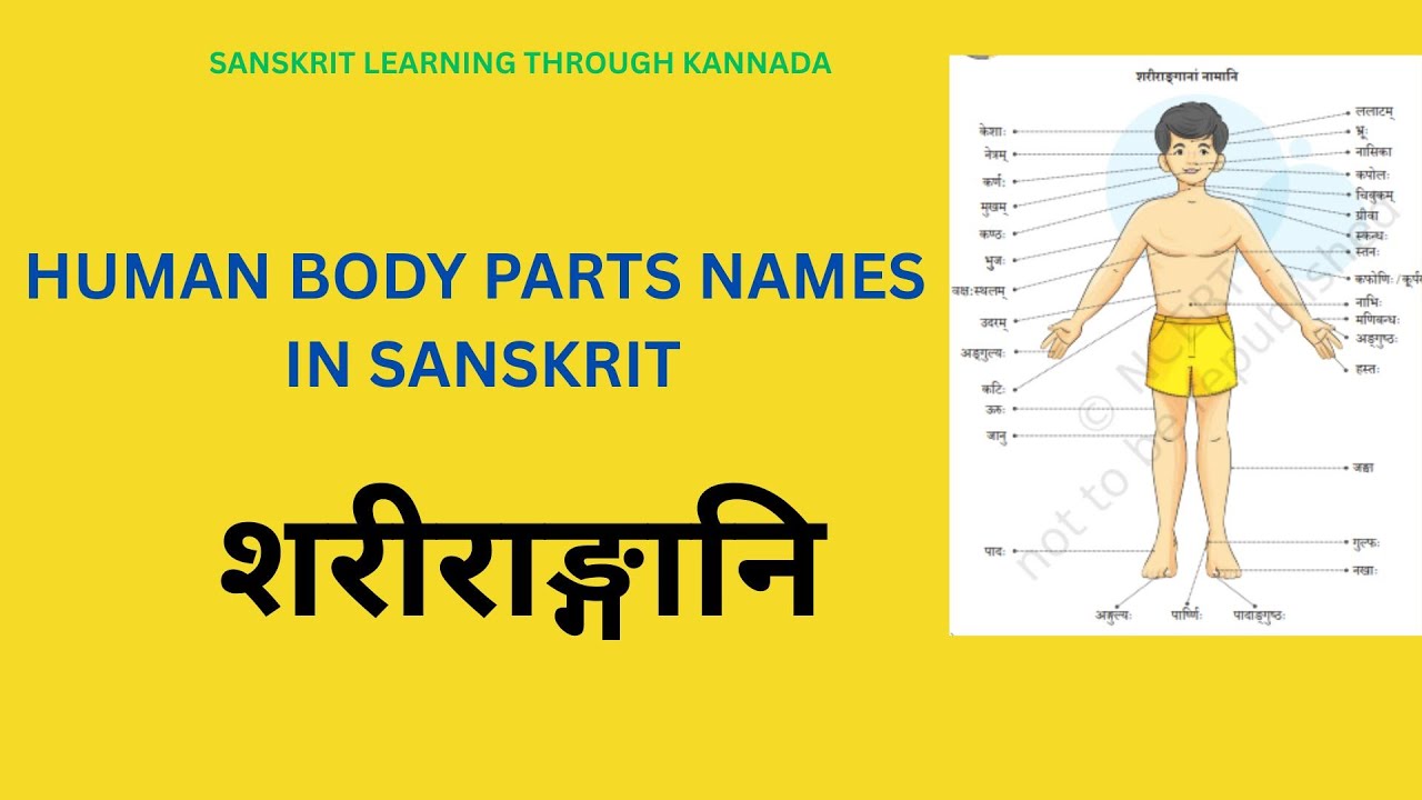 #videoclip HUMAN BODY PARTS NAMES IN SANSKRIT | शरीराङ्गानि | #sanskrit