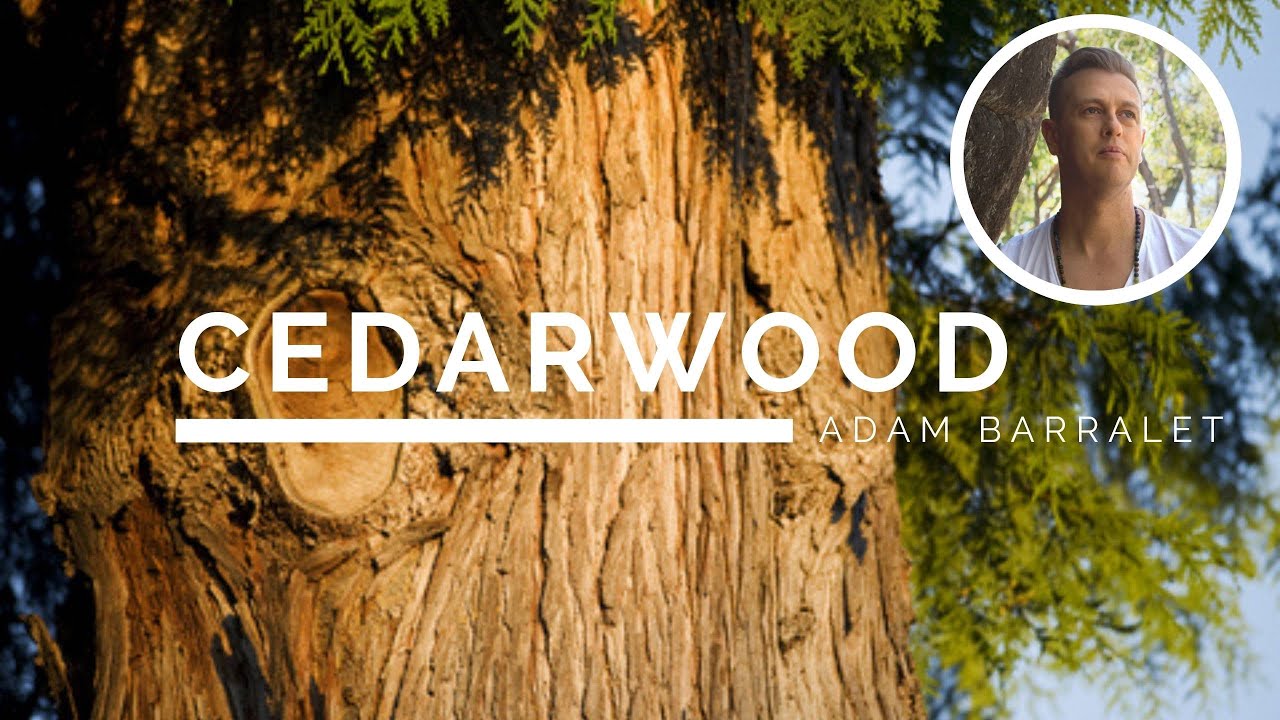Cedarwood - The Oil of Grounded Strength