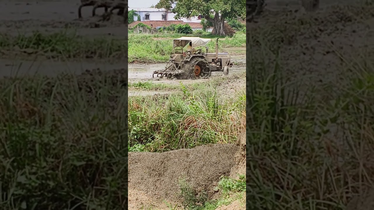 dekhiye Bihar me kheti kaise hota hai #viralvideo #youtubeshorts