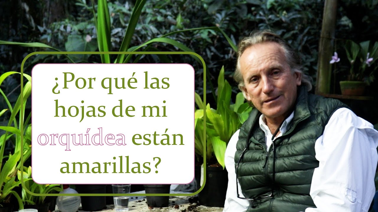 ¿Por qué las hojas de mi orquídea están amarillas? | Alma del bosque