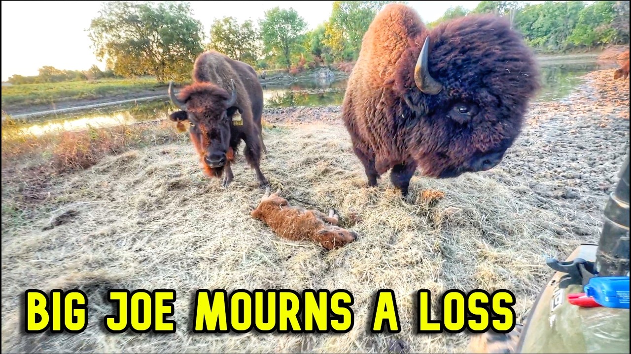 Bison REACT to UNEXPECTED Loss In The Herd!