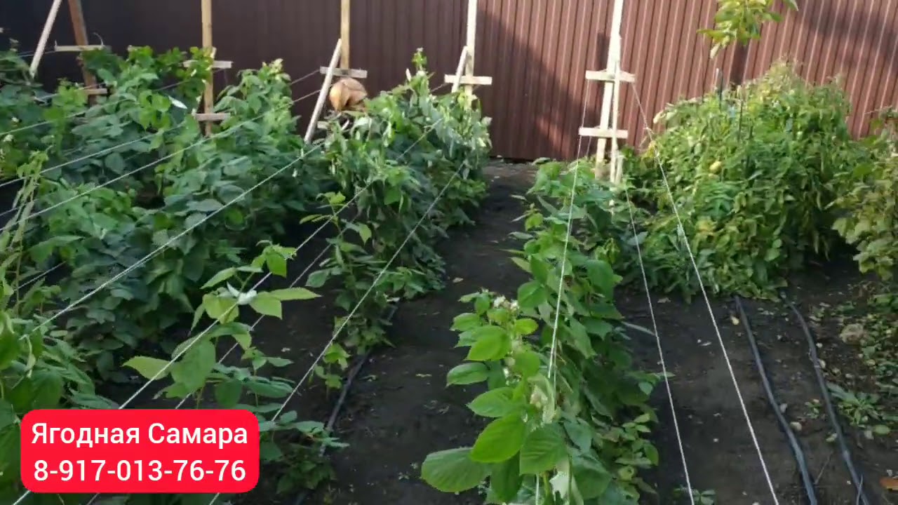 Шпалеры для малины