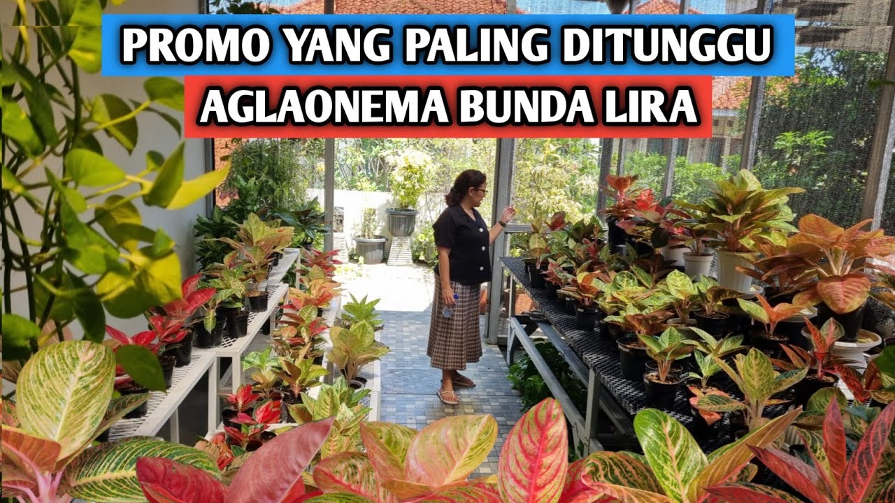 Promo yang paling ditunggu, Aglaonema Bunda Lira