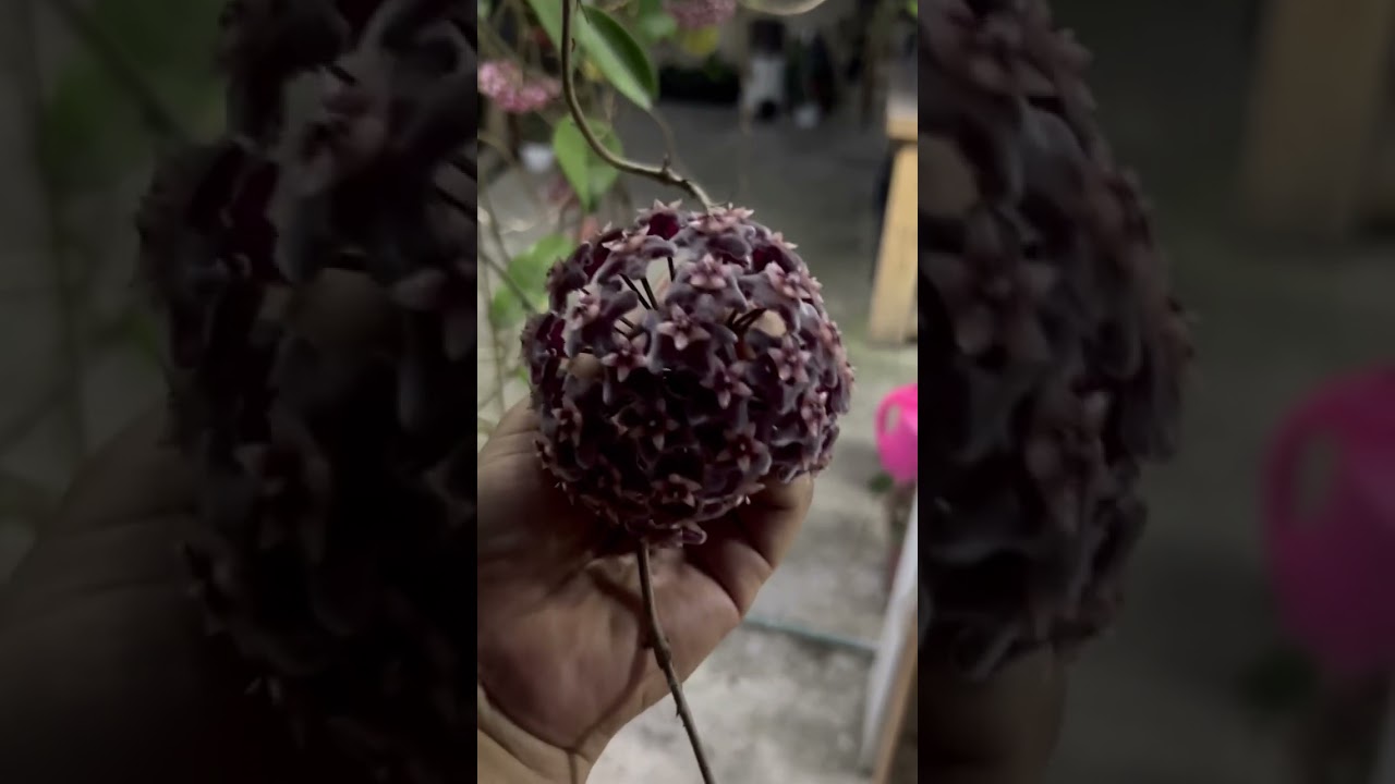 Algunas de  mis hoyas más activas, florecen,florecen y florecen!🥰