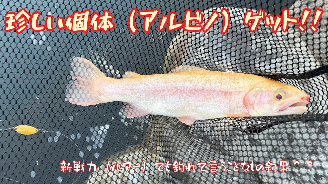 【朝霞ガーデン】１月３１日釣行記録【エリアトラウト】