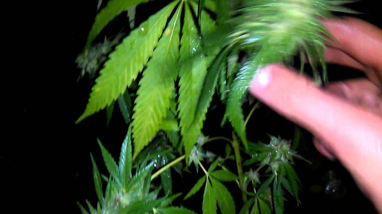 Chocolate skunk auto-00seeds guerrilla a punto