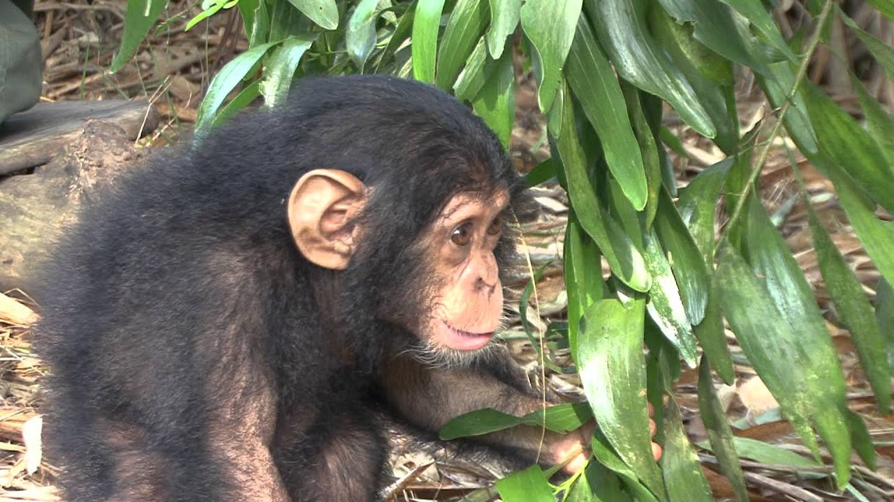 Anzac, bebita manca rescatada en Tchimpounga por el IJG