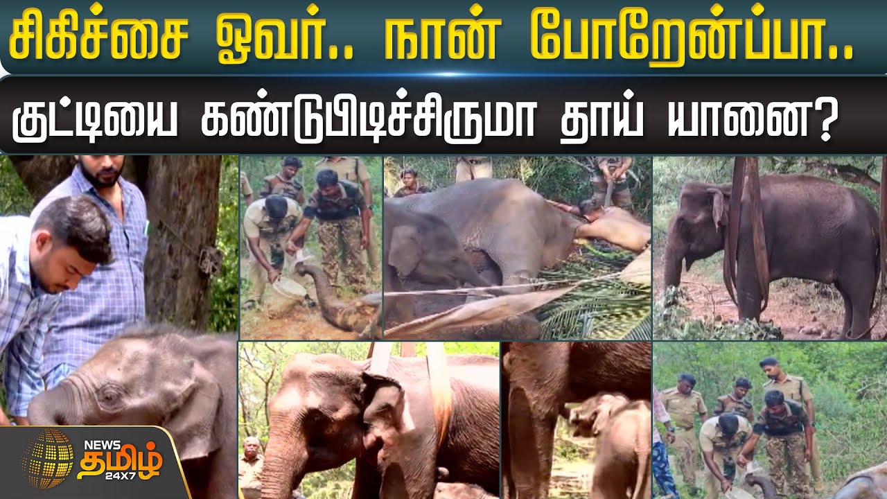 சிகிச்சை ஓவர்.. நான் போறேன்ப்பா..குட்டியை கண்டுபிடிச்சிருமா தாய் யானை? | Elephant | Kovai
