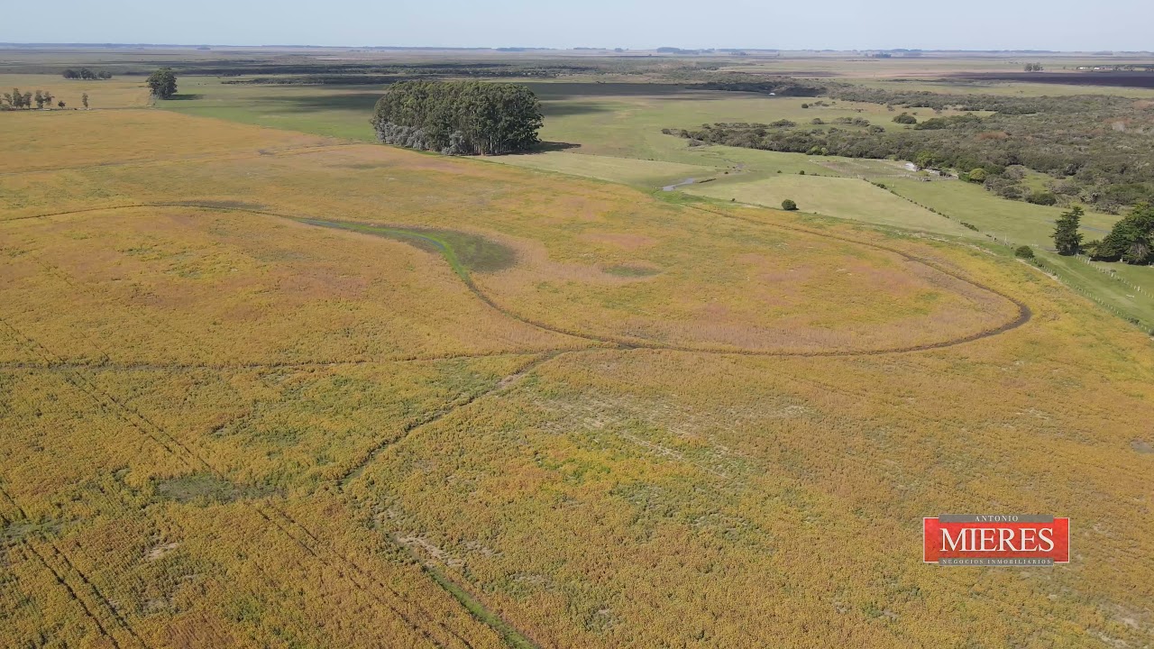 Campo en VENTA -  745has en Rocha, Uruguay -  Agricola ganadero