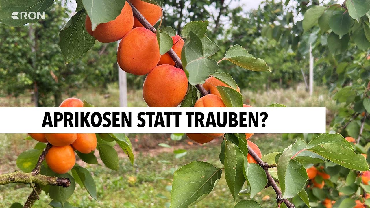 Weinkonsum in Rheinland-Pfalz gesunken | RON TV