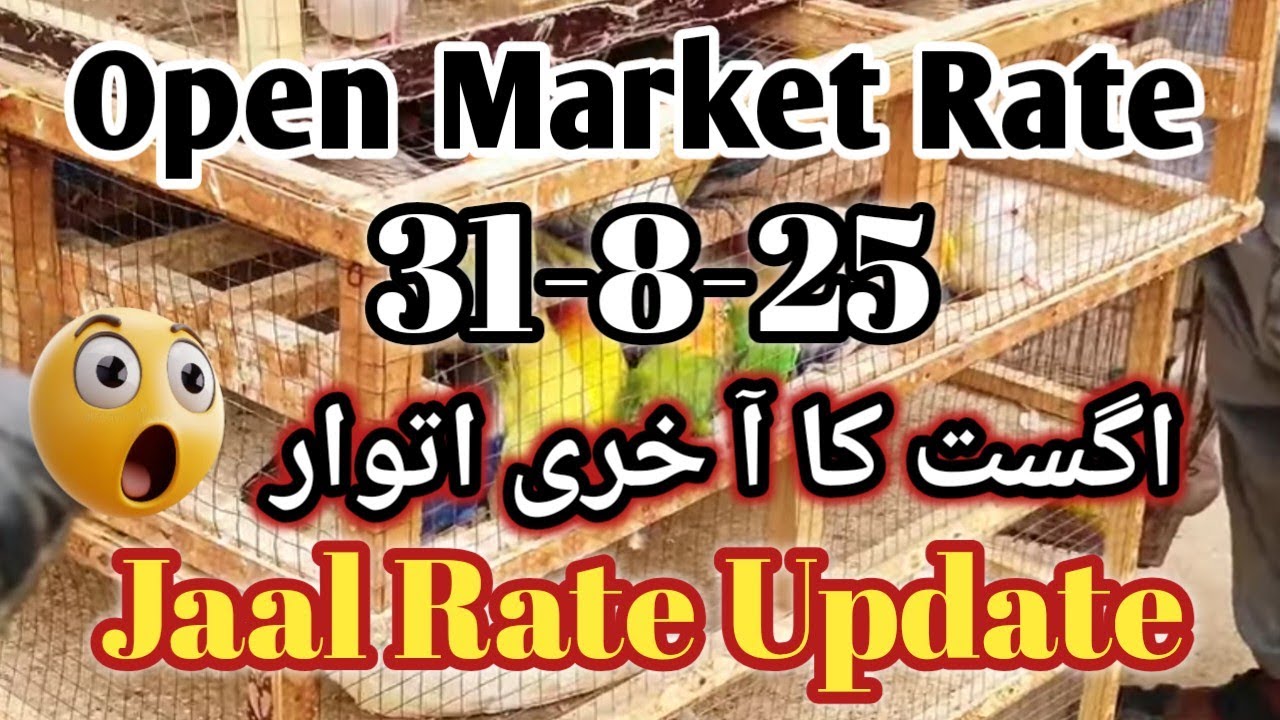 Jaal Rate 31-8-2025 l Birds Prices in Pakistan l V No 351 Lalukhet Market Karachi 