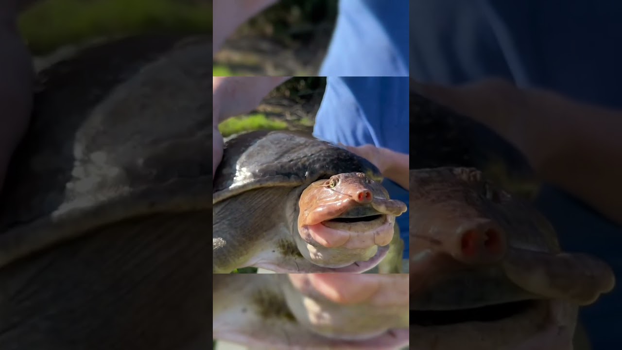 Hand catching massive soft shell turtle! #iguana #florida #turtle #turtles #animals