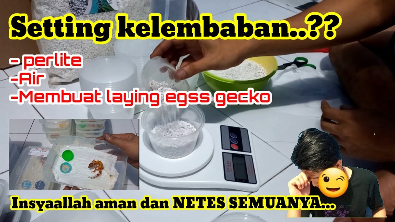 SETTING KELEMBAPAN PERLIT DAN AIR PADA  TELUR LEOPARD GECKO.