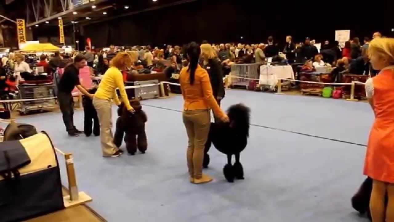 Radka a Aussie Chemnitz 2015 CACIB