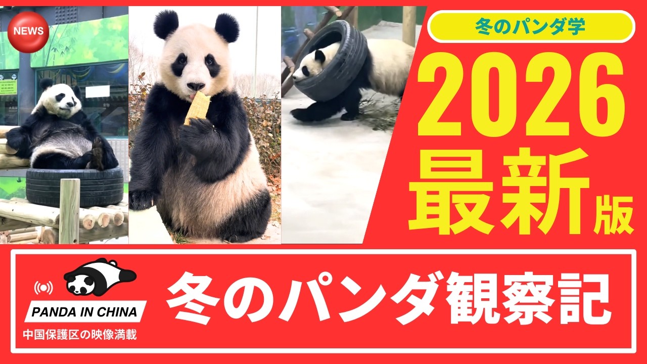 雪の日のパンダ日記｜天津光合谷の星美と巧巧、冬の森で見せたやさしい時間 雪あそびと食事観察 冬の天津光合谷で過ごす 竹・にんじん・おもちゃ…冬の一日密着 #パンダ