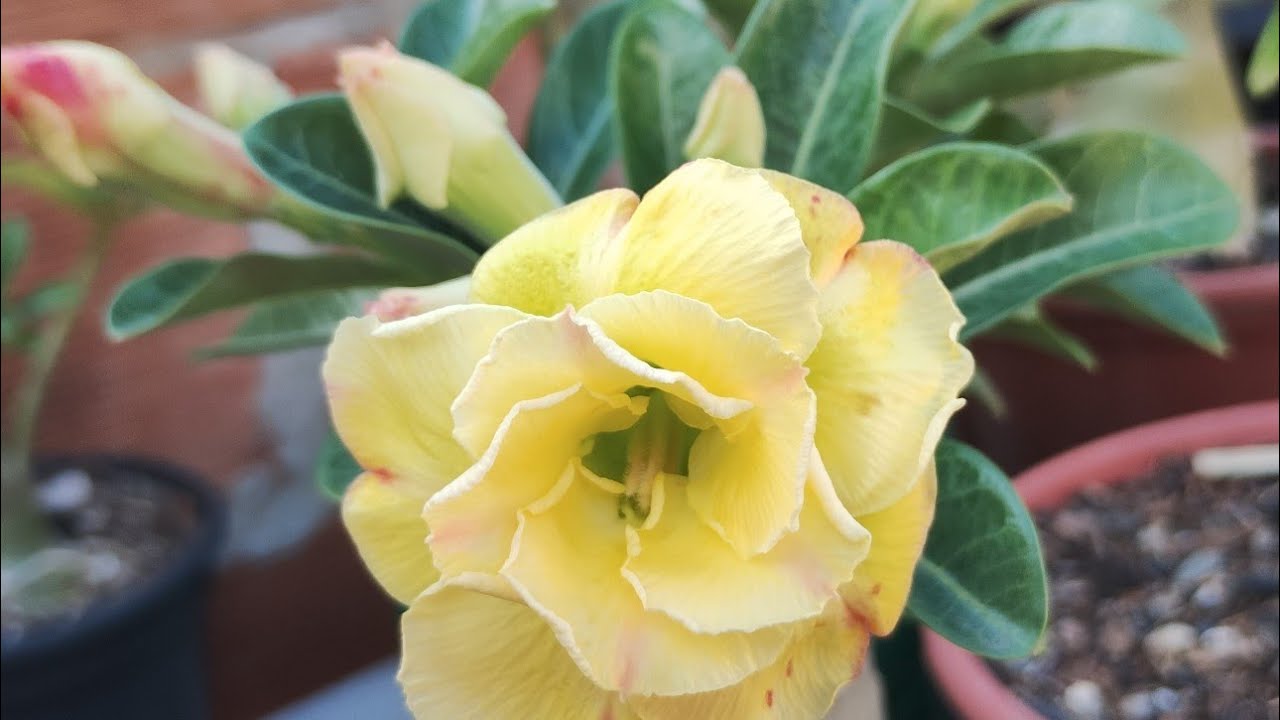 OLÁ PESSOAL, OLHA MINHA ROSA DO DESERTO CINDERELA, E OUTRAS MAIS 🌸😍