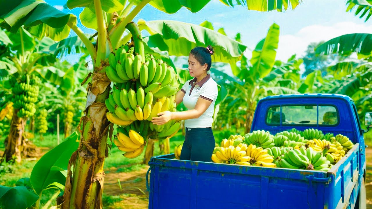 Harvest 1000+ Bananas, Use Truck to Transport Bananas Go to Countryside Market | Farm Farm TV