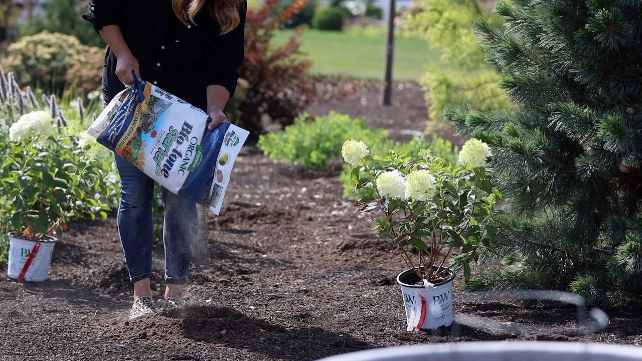 Planting Lilacs, Hydrangeas & Caryopteris! 🌿🙌🌿 // Garden Answer