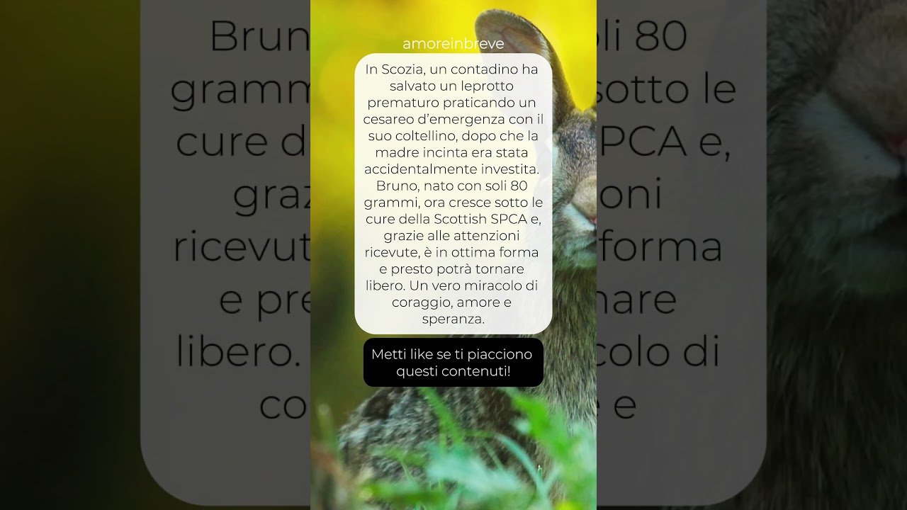 Il coraggio di un contadino che salva con cesareo un leprotto prematuro 🐰