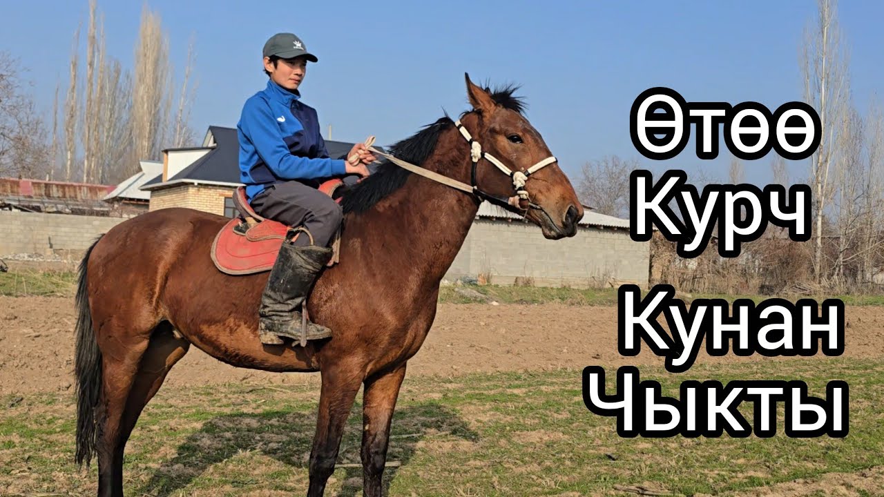 Бүгүн 1 март 2026 Жакшы Кунан чыкты #кыргызстан #узбекистон #продажалошадей #арабскиелошади 