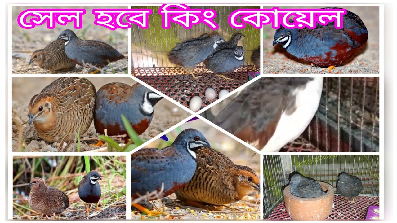 🔥 সেল হবে উন্নত মানের কিং কোয়েল | কম দামে আজই বুকিং 🐦