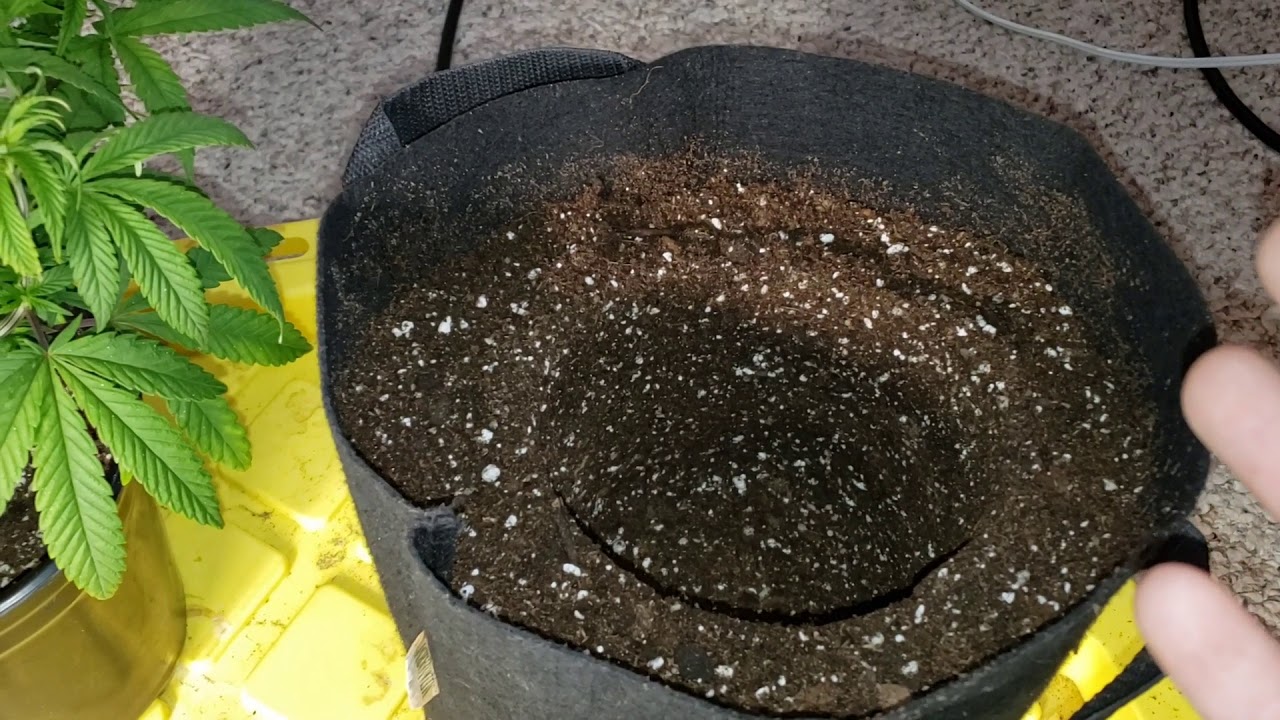 Transplanting Purple Punch 3.0 ; 2x2 Grow Guide