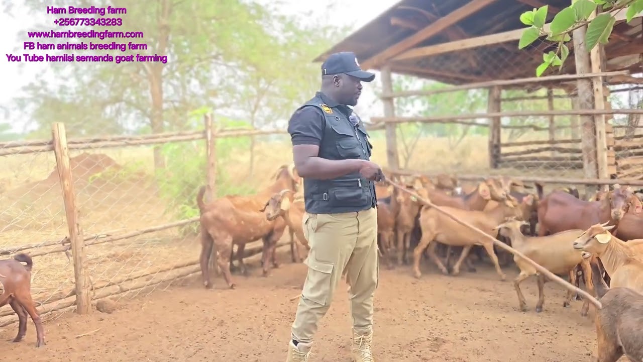 Understand goat buisiness How Does 1 buck of 3000,000 or 7,000,000 ugandan shillings pay back