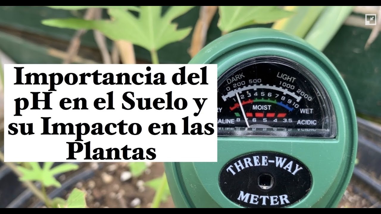 Importancia e Impacto del pH en las Plantas