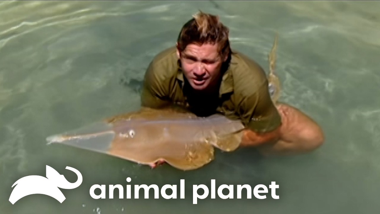 Steve Basks in the Sea | The Crocodile Hunter | Animal Planet