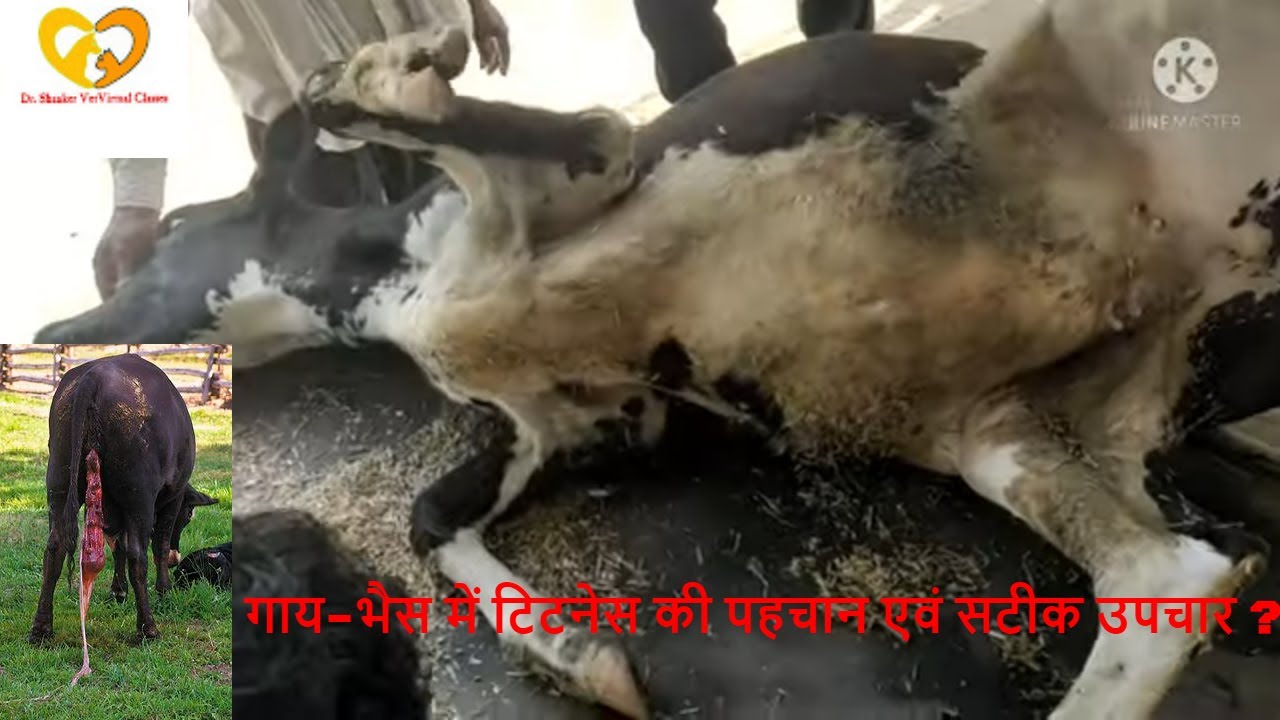 Tetanus in Cattle (Diagnosis ! Treatment) : Dr Shanker Singh