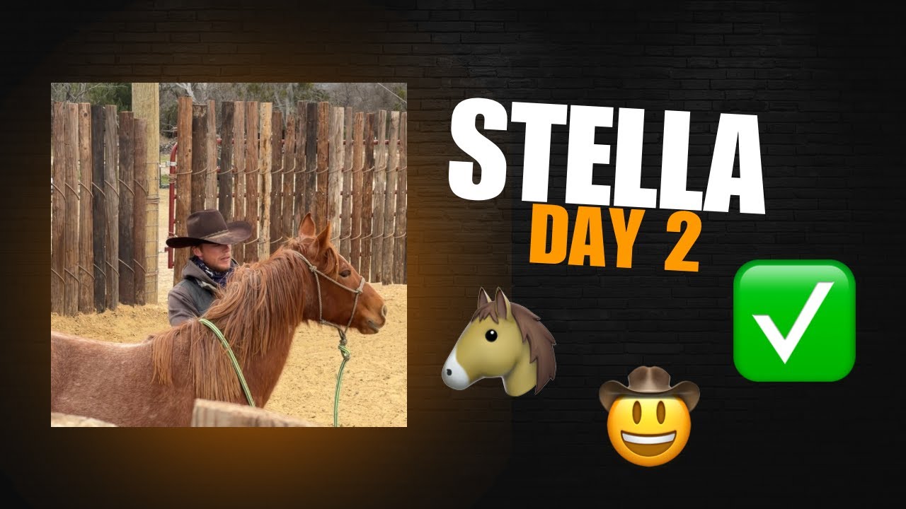 Stella Day 2- Groundwork