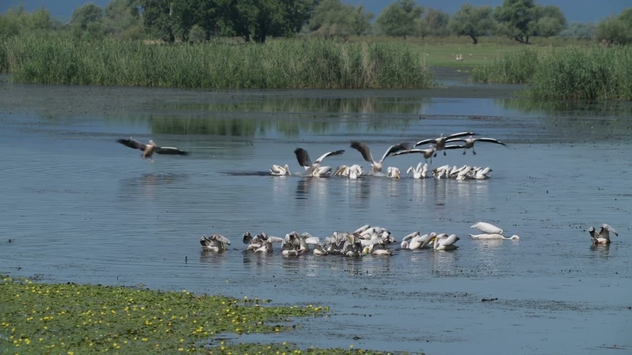Eastern White Pelican, Pelecanus onocrotalus