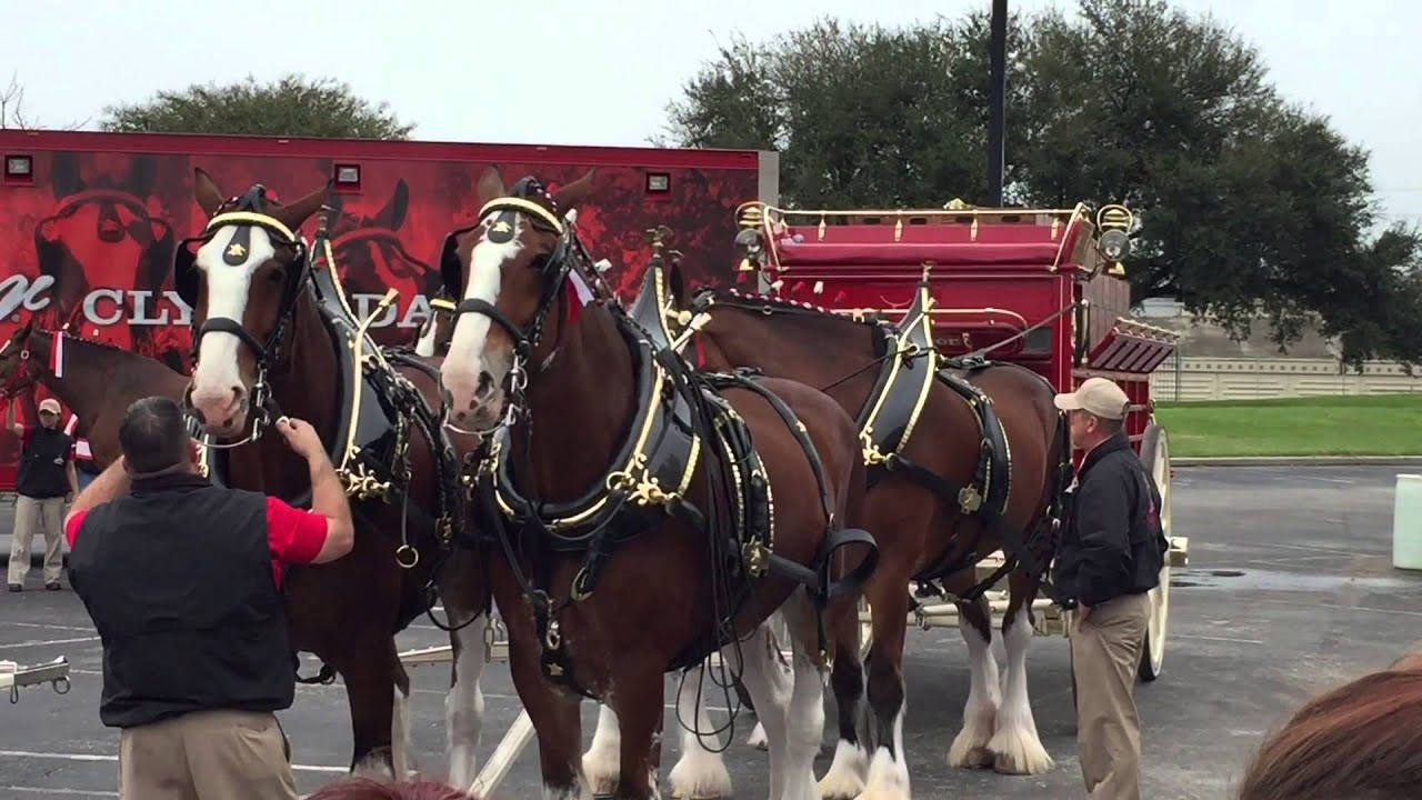 2015.11.29 Hitching the Budweiser Clydesdales