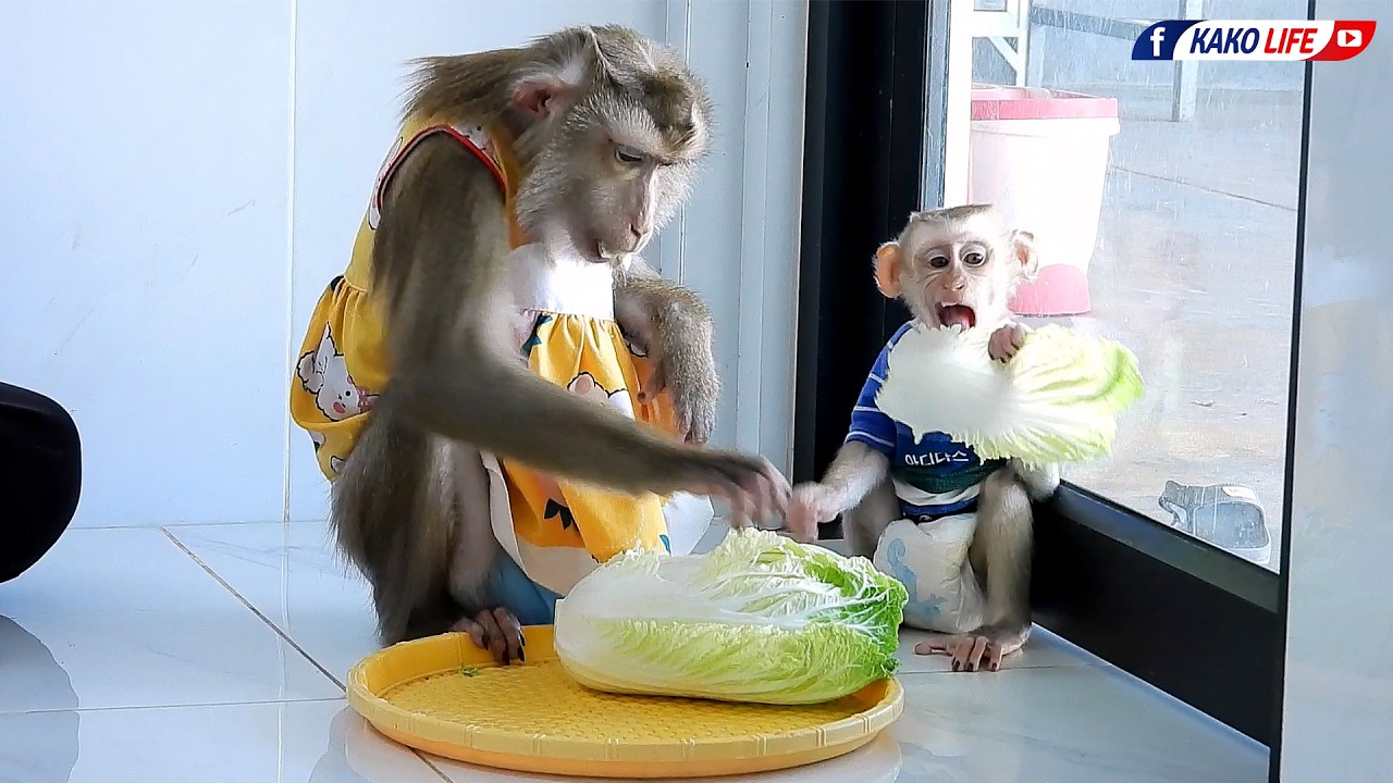 Adorable Luka With Mommy Luna Eating Green Cabbage