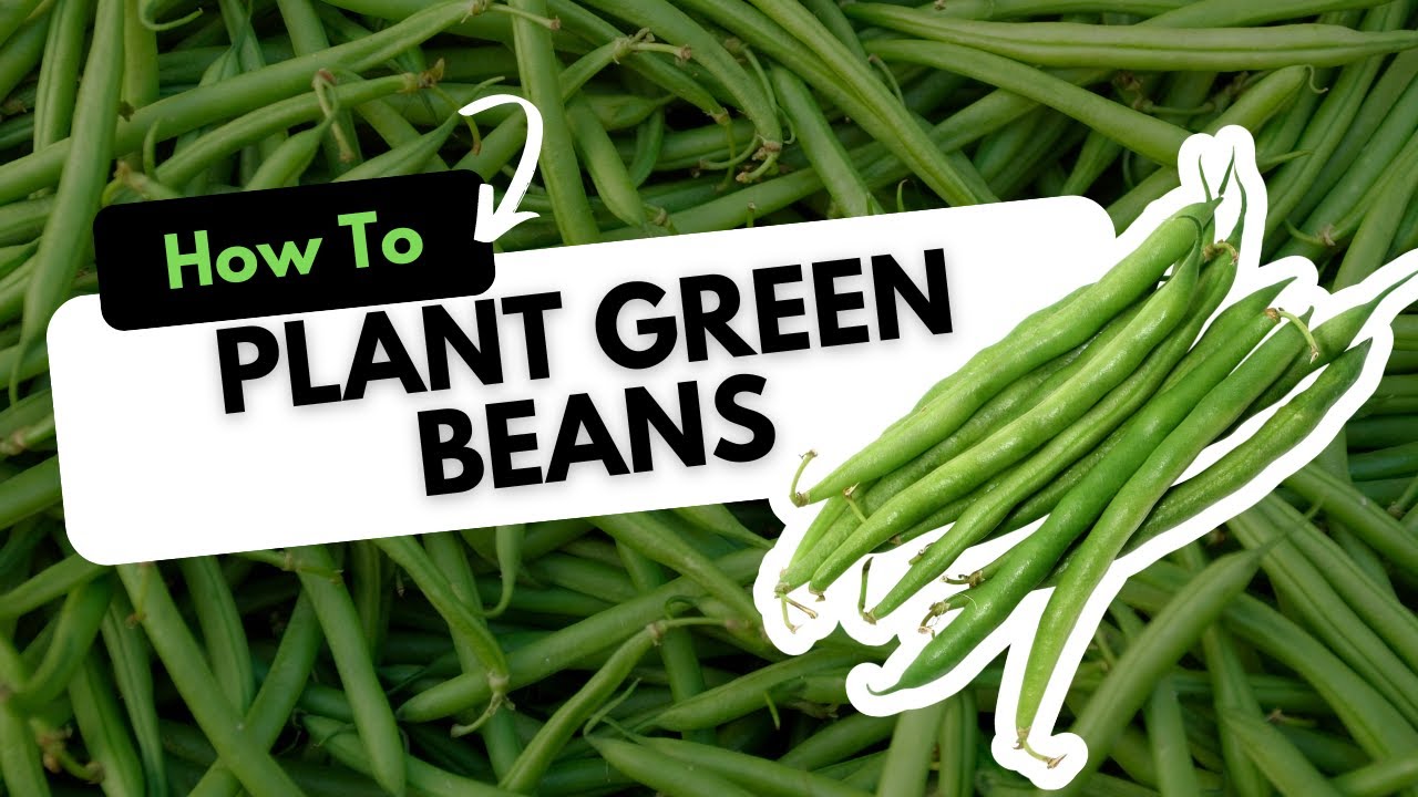 How To Grow Green Beans