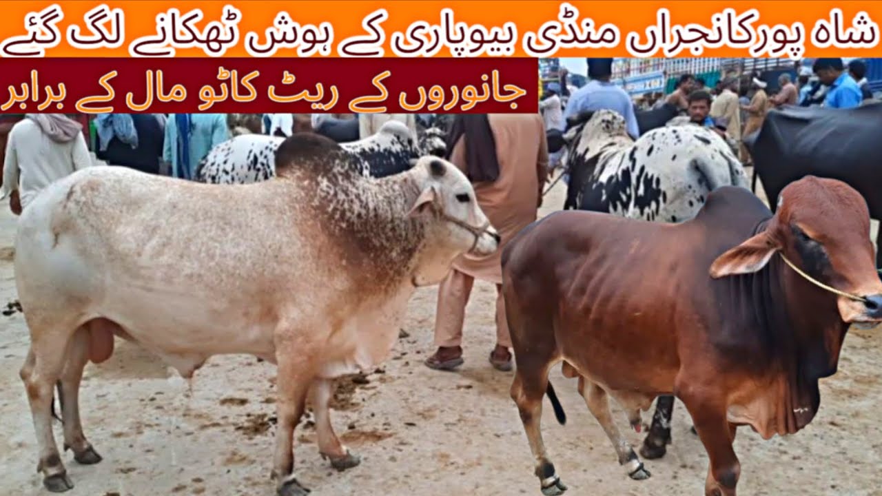 Shahpurkanjra Mandi Update/Biggest Cow Mandi/Qurbani Season 2026