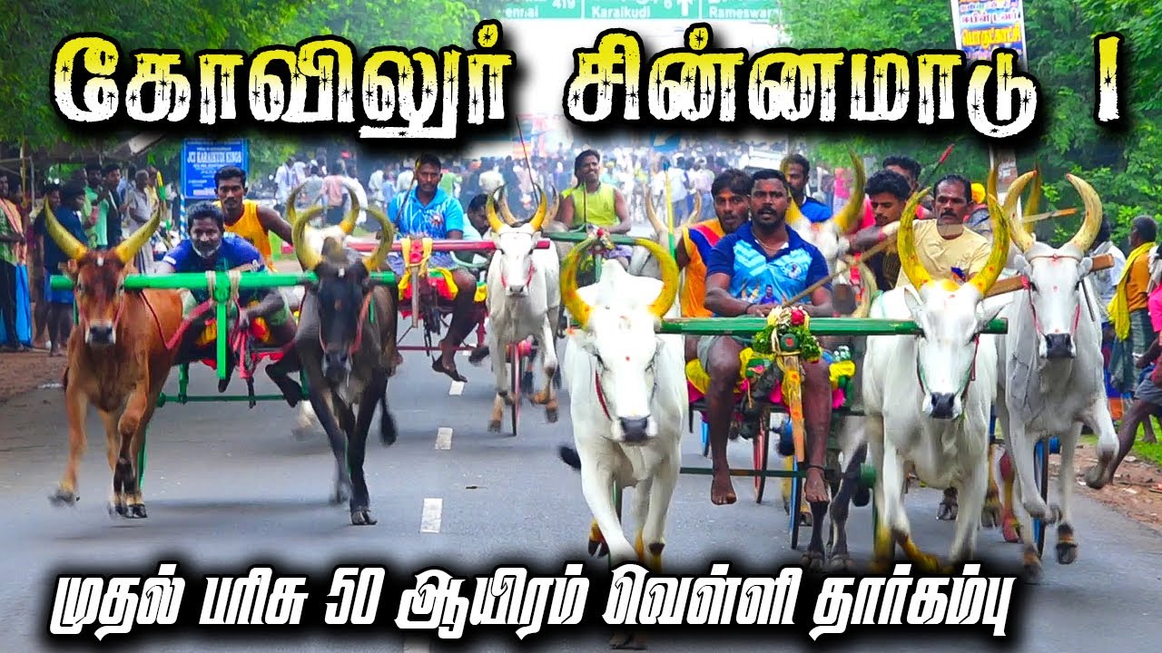 சிவகங்கை (மா) கோவிலூர் சின்னமாடு பிரிவு-1-பந்தயம்-17-12-2023
