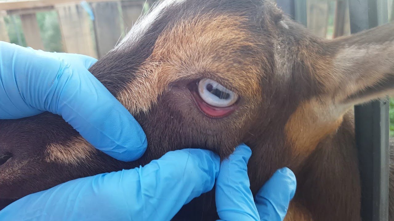 Getting Ready For Breeding Part 1; Worming
