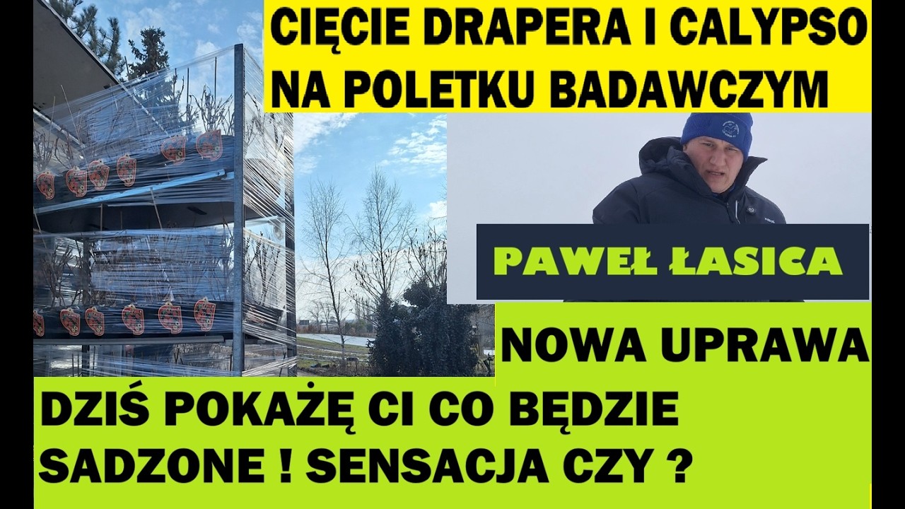 Большая посылка из Цеплухи! 📦 Мы обустраиваем новый головной офис | Резка Calypso и Draper с Павл...