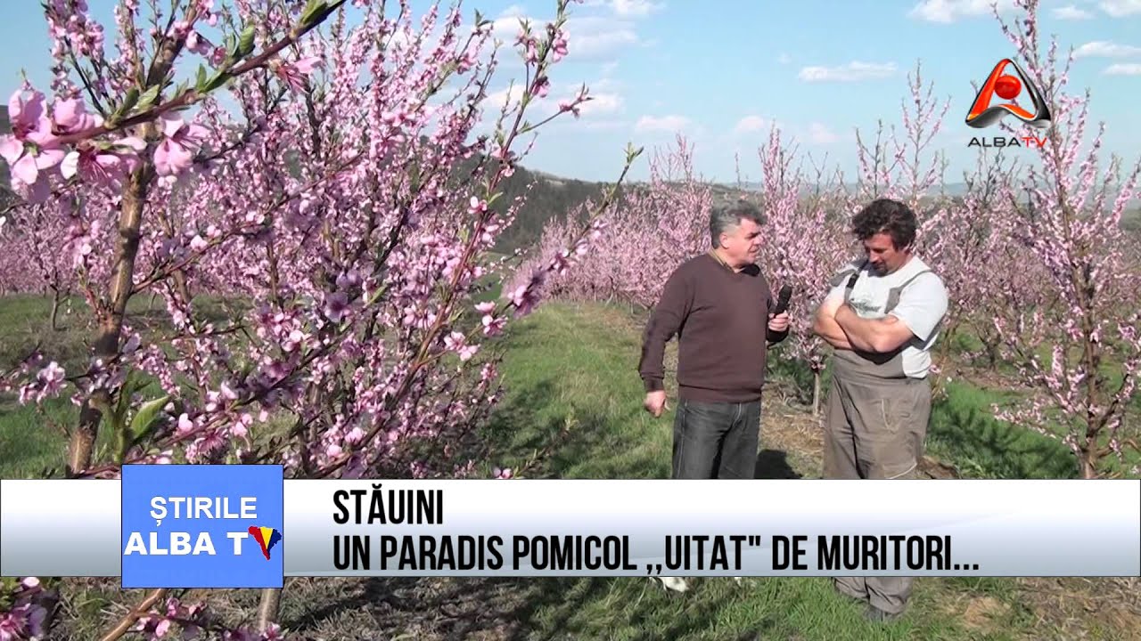 Stăuini   un paradis pomicol, uitat de muritori