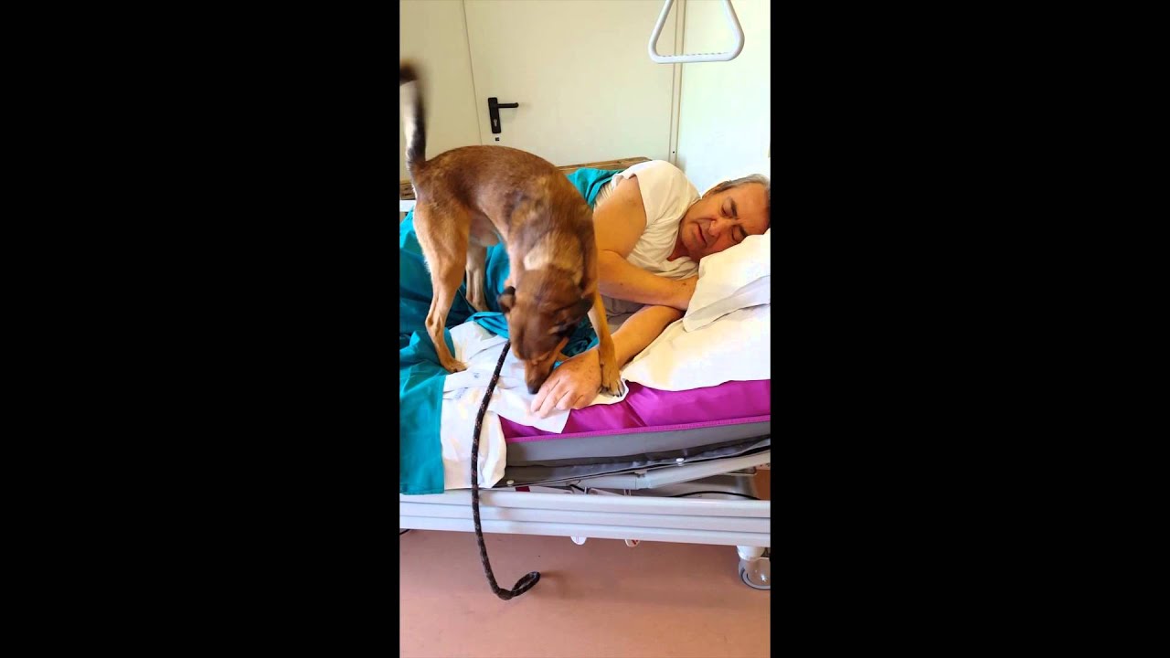 PET  Therapy foto video prima esperienza degenza