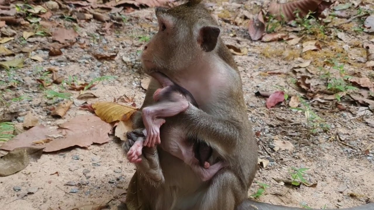 No Wonder! This is strange action of monkey Anna massage cute baby Amina @LaBuBuMonkeysTV855  