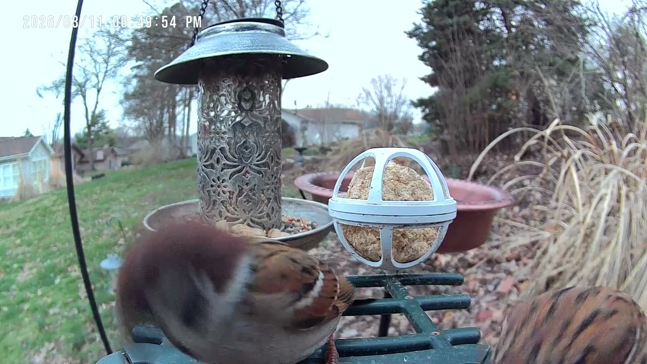 The Eurasian Tree Sparrow’s Colors Really Pop on a Dreary Day! #birds #birdcam