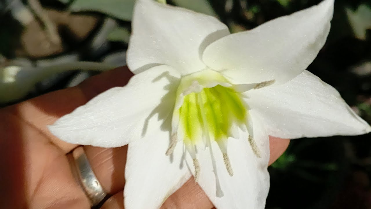 First Amazon Lily Flower in My Garden
