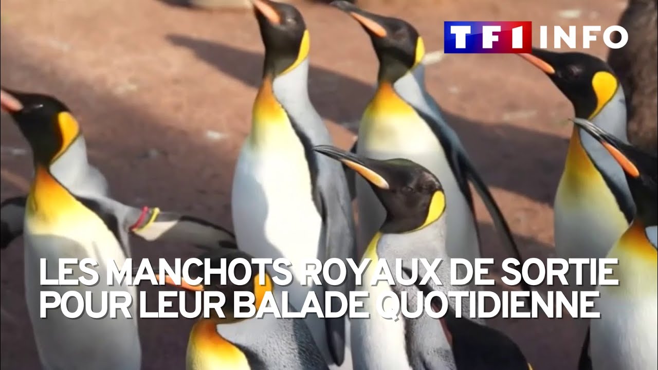Bâle : la balade quotidienne des manchots royaux