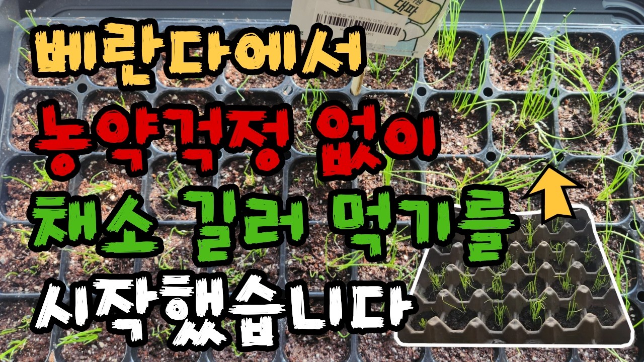 농약 걱정 없이｜아파트 베란다에서 냉이·파 키워 먹기 #베란다텃 밭#아파트텃밭 #무농약채소