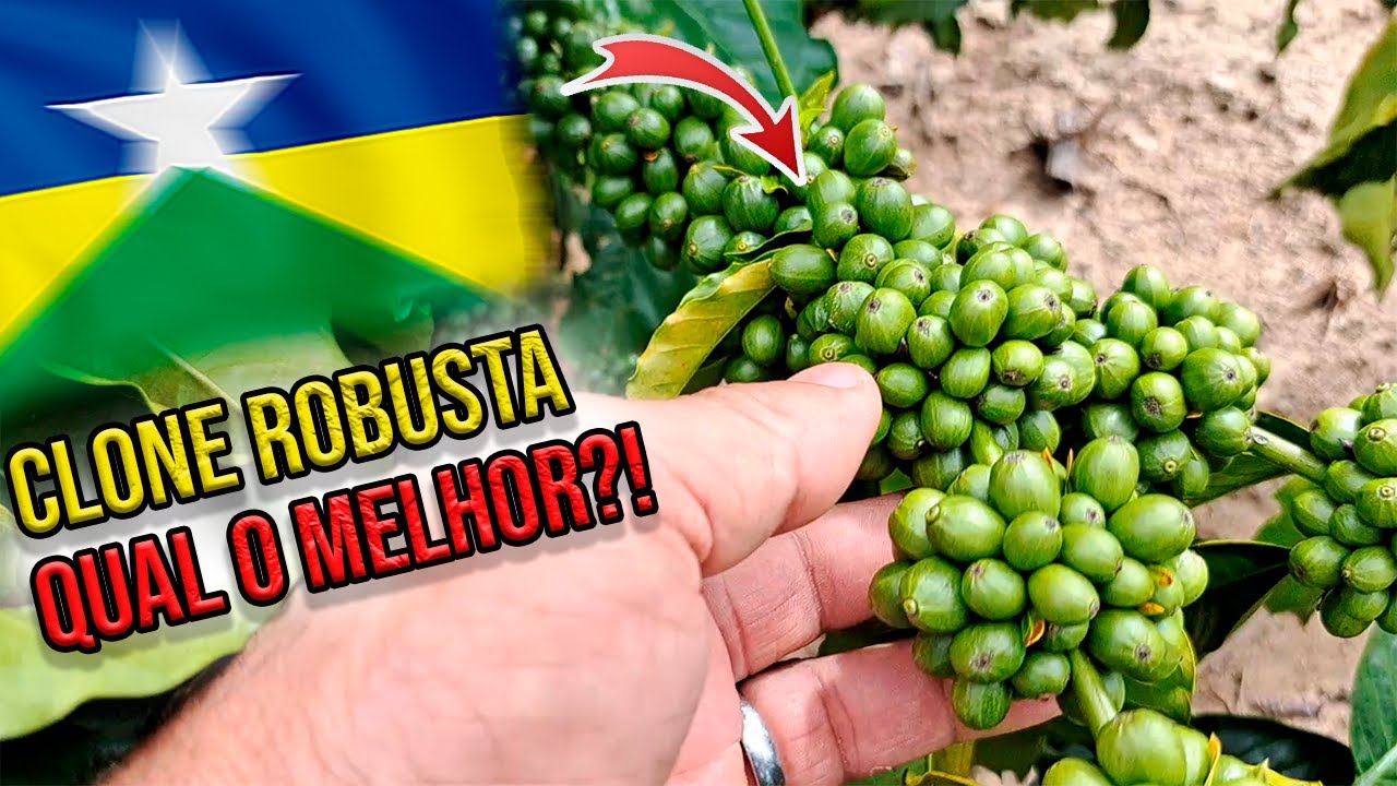 CAFÉ ROBUSTA: ESSE CLONE ME AGRADOU MUITO!