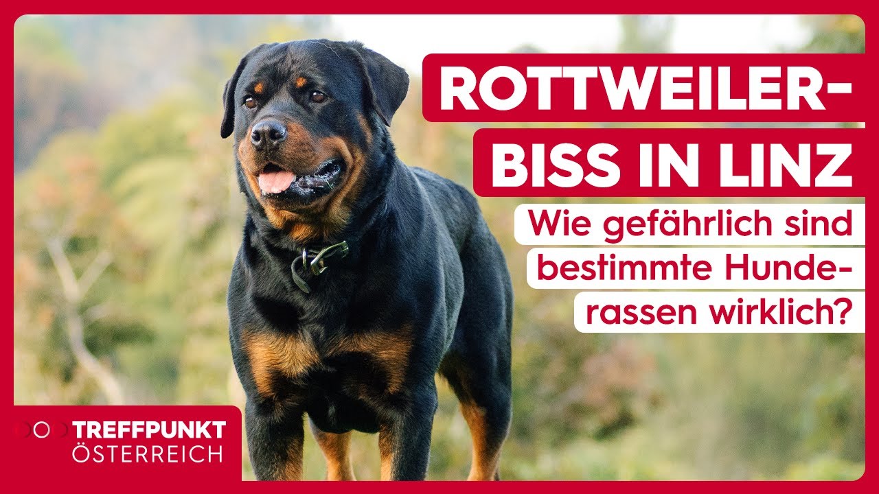 Rottweiler-Biss in Linz: Wie gefährlich sind bestimmte Hunderassen wirklich? | Treffpunkt Österreich