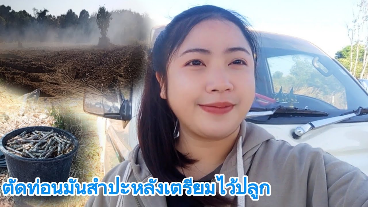 ตัดท่อนมันสำปะหลังไว้ทำพันธุ์ก่อนปลูก